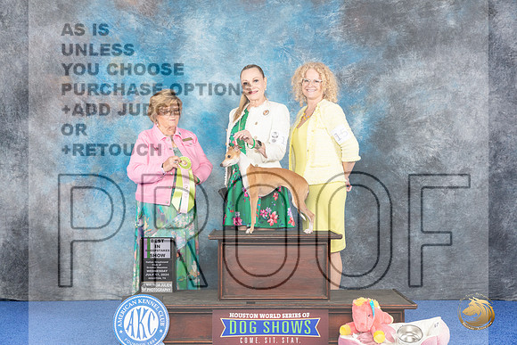 Italian Greyhound #12 WED BISw Judge Prudence Hlatky__JP_6500_Houston_2024_HR3