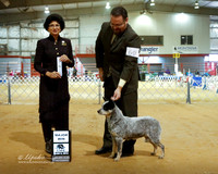 Australian Cattle Dog #60 Sun SB Maj Linda L Nickerson Agent Thomas L Vinson Judge L Clark