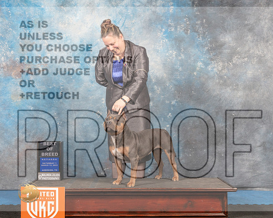 American Bully #301 Sat1 BOB Judge Tracy Kallas_MMJ_6361_Addison2022_HR3