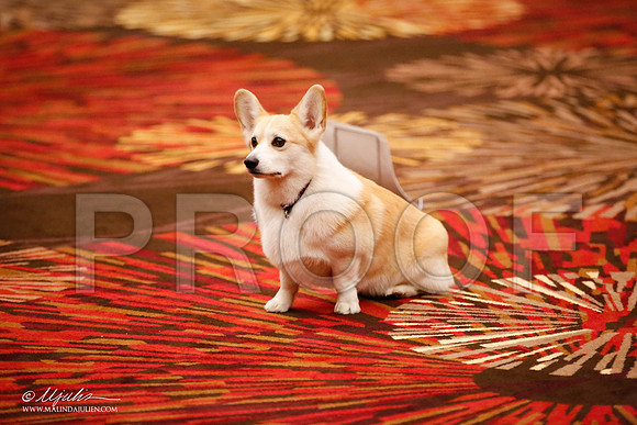 _JJ_7241-HstnCorgiFeb2015-HR3