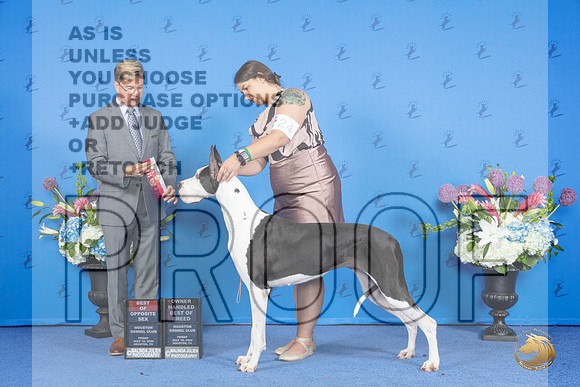 Great Dane #24 FRI BOS BOBOH Judge Douglas Johnson__JP_8983_Houston_2024_HR3