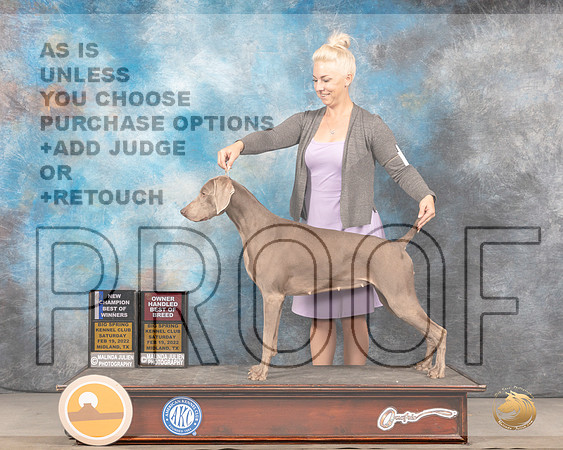 Weimaraner #8 Sat BOWOHBOB Judge Jim FehringMMJ_4182_Mdlnd2022_HR3