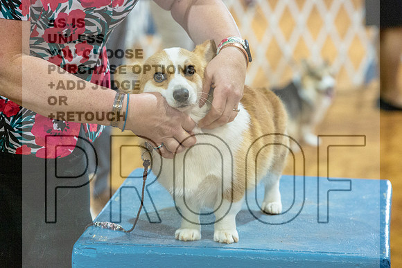 Pembroke Welsh Corgi #6 Sat_JJL_1331_MARSHALL_2024_HR3