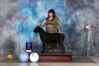 Cane Corso #11 Thur BOW Judge Denise Dean