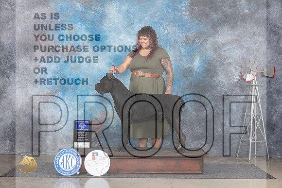 Cane Corso #11 Thur BOW Judge Denise Dean__JP_4817_Amarillo_2024_HR3
