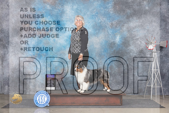 Miniature American Shepherd #7 Sat BOBOHBOB Judge Pat Trotter__JP_5764_Amarillo_2024_HR3