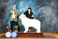 Great Pyrenees #6 Sun G3 Judge Jim Fehring