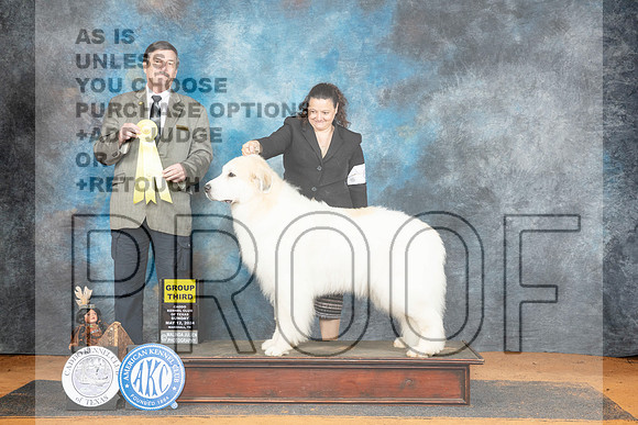 Great Pyrenees #6 Sun G3 Judge Jim Fehring__JP_8805_MARSHALL_2024_HR3