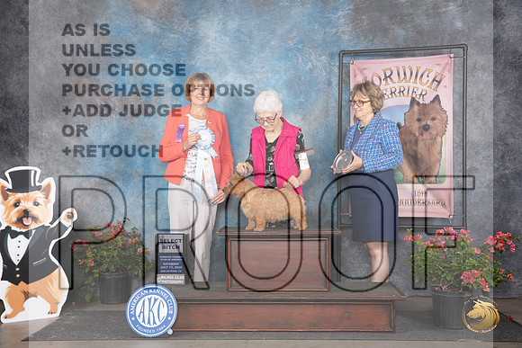Norwich Terrier #40 Sat SB Judge Cathy Thompson-Morgan__JP_5321_San Antonio_2024_HR3