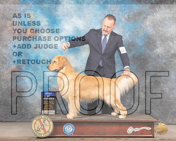 Golden Retriever #15 Sun BOWWB Judge Barbara AldermanMMJ_4918_Mdlnd2022_HR3