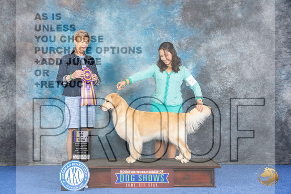 Golden Retriever #20 WED BISS Judge Ellen Hardin__JP_6937_Houston_2024_HR3