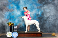 Saluki #J600 Sat BJr Judge Judy Wade r