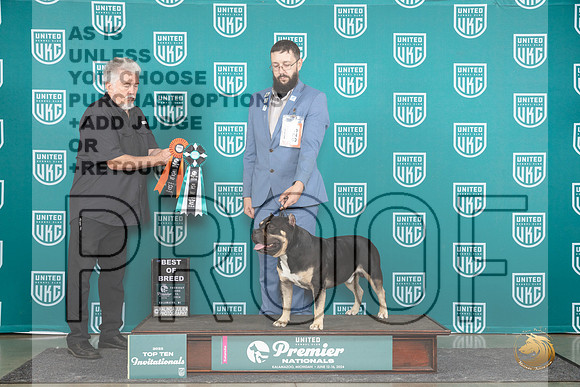 American Bully #825 Thur T10BOB SemiF Judge Sharon Griffin__JP_1130_Premier_2024_HR3