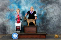 Border Terrier #5 Sun G2 Judge Ann Bolus