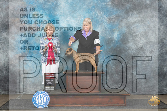 Border Terrier #5 Sun G2 Judge Ann Bolus__JP_4018_Lubbock_2024_HR3