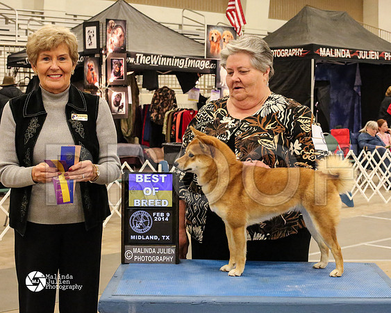 Shiba-7605-MidFeb14-HR