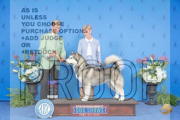 Alaskan Malamute #6 THUR BOB BOBOH Judge Douglas Johnson__JP_8279_Houston_2024_HR3