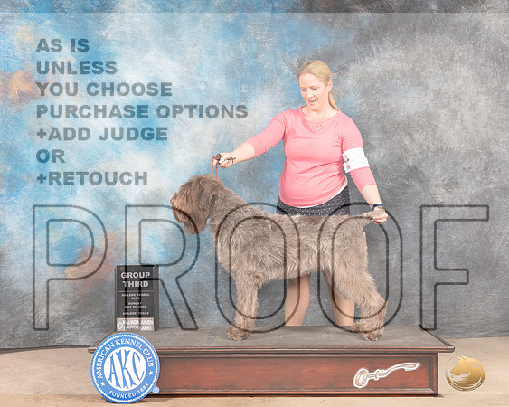 Wirehaired Pointing Griffon #7 Sun G3 Judge Lori Nelson-MMJ_4979-Abilene2022-HR3
