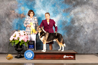 Collie Smooth #5 Sat G3 Judge Carrie Chase