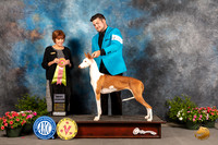 Ibizian Hound #J752 Sat BJr Judge Donna O'Connell