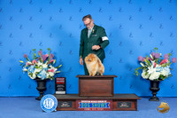 Pomeranian #15 SAT G2 Judge Nancy Liebes