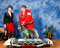 Australian Cattle Dog #38 Fri AOM +A1