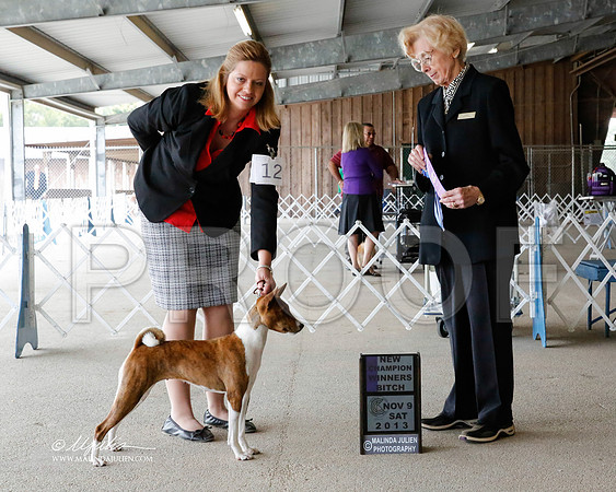 Basenji-2824-HstnNov13-HR