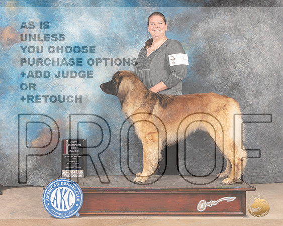 Leonberger #7 Sun BOSMCh Judge Eric Liebes-MMJ_4436-Abilene2022-HR3