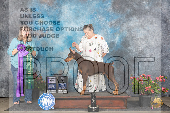 Doberman Pinscher #11 Sat WD Judge Bridget Brown__JP_5110_San Antonio_2024_HR3