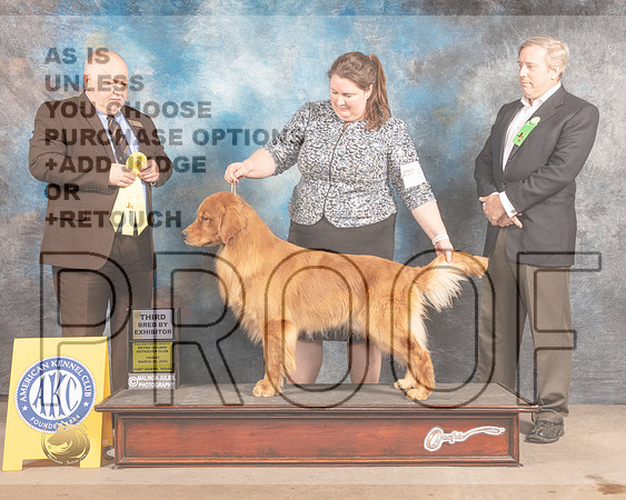 Golden Retriever #69 Fri RWD Judge Gordon Hayburn-MMJ_7488-FW2022-HR3