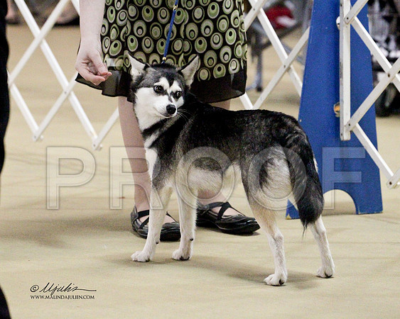 Klee Kai-0901
