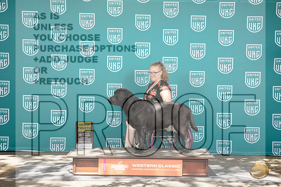 Labrador Retriever #275 Sun BOB G4 Judge Kevin Carroll__JP_1856_Longview WA_2024_HR3