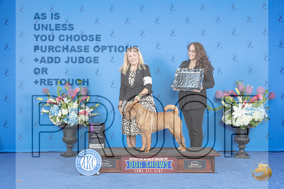Chinese Shar Pei #22 FRI OHG1 Judge Douglas Johnson__JP_9526_Houston_2024_HR3