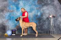 Great Dane #10 Fri BOBOHBOB Judge Pat Trotter