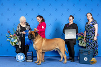 Mastiff #7 THUR G1 Judge Nancy Liebes