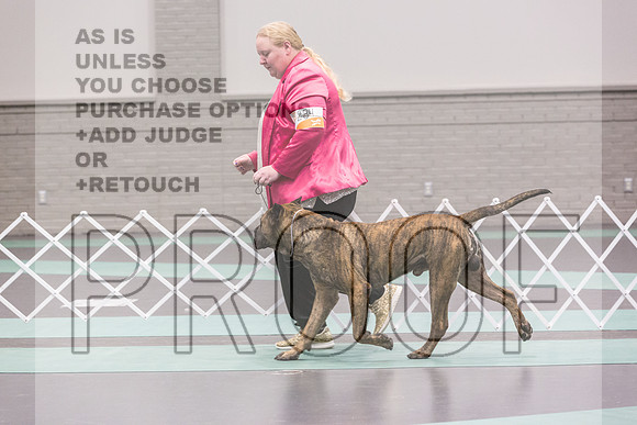 Cane Corso Sat Rings_JJL_8241_UKCLNGVIEWOCT2024_2024_HR3