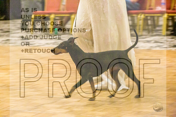 Manchester Terrier MTOY Candids-JJL_2024-Hstn2022_HR3