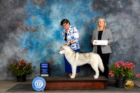 Siberian Husky #11 Fri G1 Judge Wendy G Willhauck