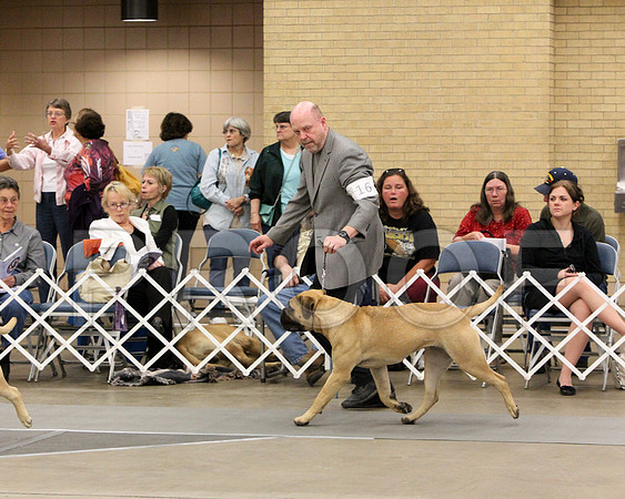 9-12Pup-8527