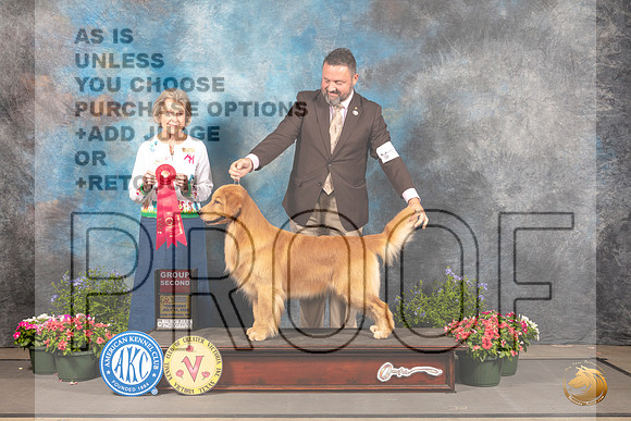 Golden Retriever #6 G2 Judge Anne Bolus_MJ_0052_SA_2022_HR3