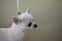 Chihuahua Short Coat