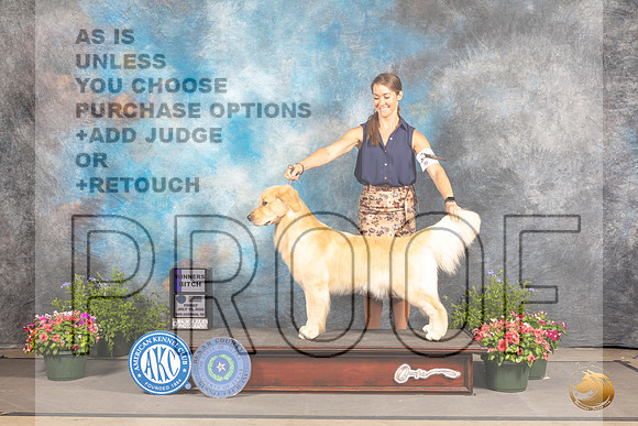 Golden WB Retriever #62 Fri Judge Anne Bolus_MJ_0022_SA_2022_HR3