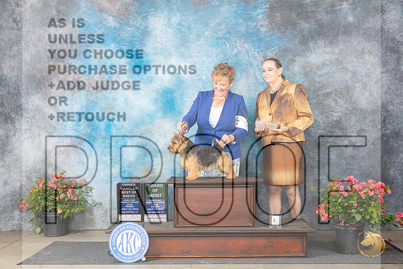 Norwich Terrier #5 Fri OHBOBAOM Judge Elizabeth ‘Beth’ Sweigart__JP_4091_San Antonio_2024_HR3