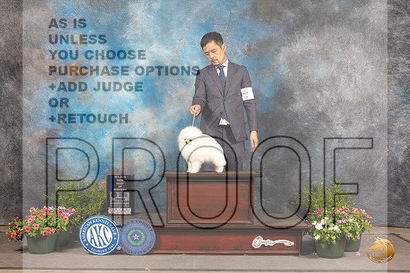 Pomeranian #9 Sun WBBOW Judge Darryl Vice_MJ_1330_SA_2022_HR3