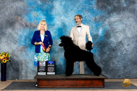 Poodle Std #23 Std BOVBOWOHBOB Judge Edy Dykstra-Blum