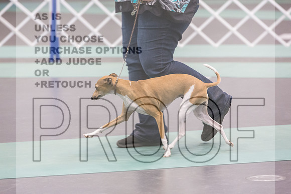 Italian Greyhound Sat Ring_JJL_0802_UKCLNGVIEWOCT2024_2024_HR3