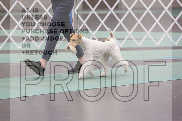 Wire Fox Terrier Sat Rings_JJL_0240_UKCLNGVIEWOCT2024_2024_HR3