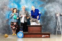 Miniature Schnauzer #11 Fri G4 Judge Alfred Ferruggiaro