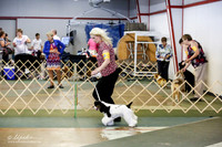 Cocker Spaniel Parti Sun S2