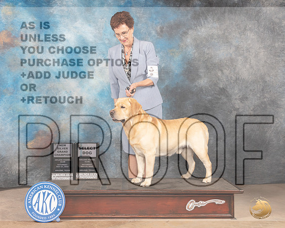 Labrador Retriever #11 Sat SDGChS Judge Eric Liebes-MMJ_3667-Abilene2022-HR3